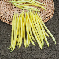 Haricot nain beurre De Rocquencourt (200 g) - Bakker