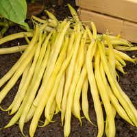 Haricot nain beurre De Rocquencourt (200 g) - Phaseolus vulgaris de rocquencourt - Bakker