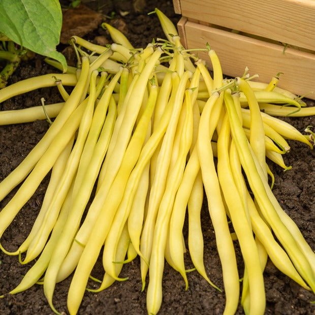 Bakker - Haricot nain beurre De Rocquencourt (200 g) - Phaseolus vulgaris de rocquencourt - Graines de Fruits et Légumes