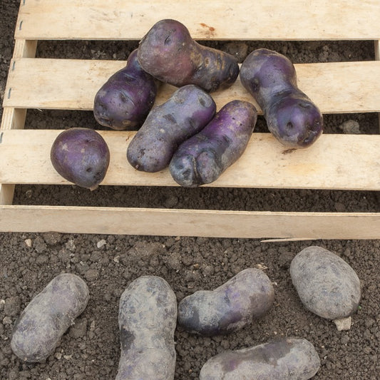 10 Pommes de terre Bleue d'Artois ® - Bleue de la Manche - Bakker