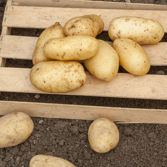 Pommes de terre Sirtema - Primeurs