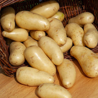 25 Pommes de terre Amandine - Solanum tuberosum amandine - Bakker
