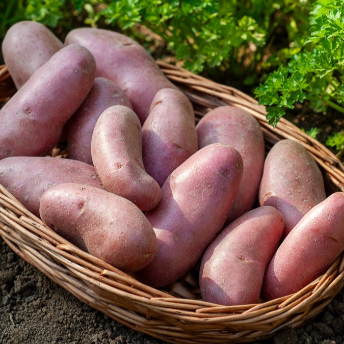 25 Pommes de terre Chérie - Solanum tuberosum chérie - Bakker