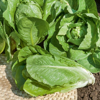 Laitue romaine Blonde maraîchère - Lactuca sativa blonde maraîchère - Bakker