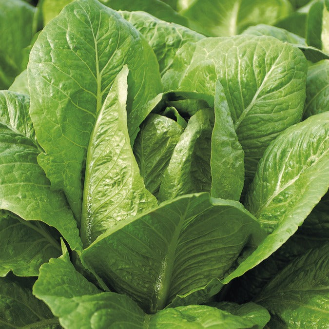 Laitue romaine Blonde maraîchère - Bakker