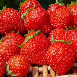 Fraisiers remontants Mara des Bois - Bakker