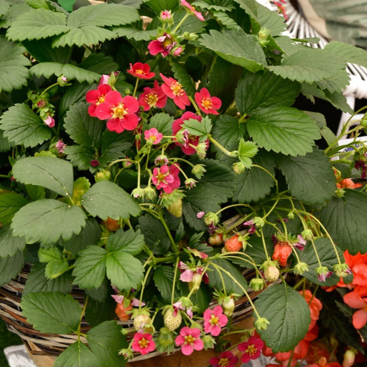 3 Fraisiers remontants à fleurs roses Toscana - Fragaria x ananassa toscana - Bakker