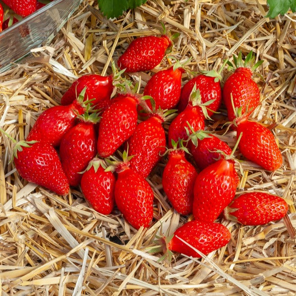 Fraisiers - 20 Fraisiers non remontants Gariguette - Fragaria x ananassa Gariguette