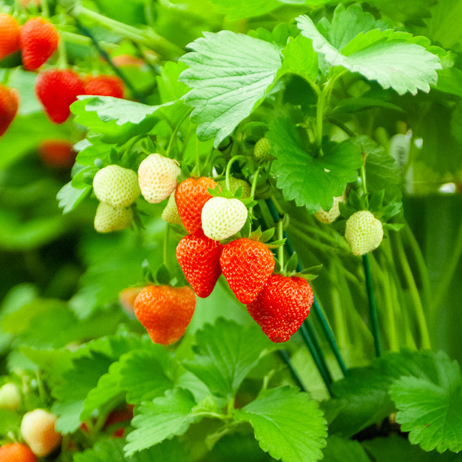 Fragaria maxim - 20 Fraisiers Maxim - Fraisiers
