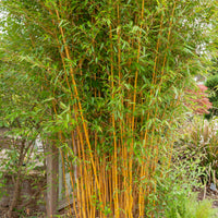 Phyllostachys bissetii, aureosulcata Aureocaulis, Fargesia scabrida Asian Wonder - Collection de 3 Bambous : vert, jaune, rouge - Bambou