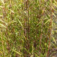 Bambou - Collection de 3 Bambous : vert, jaune, rouge - Phyllostachys bissetii, aureosulcata Aureocaulis, Fargesia scabrida Asian Wonder
