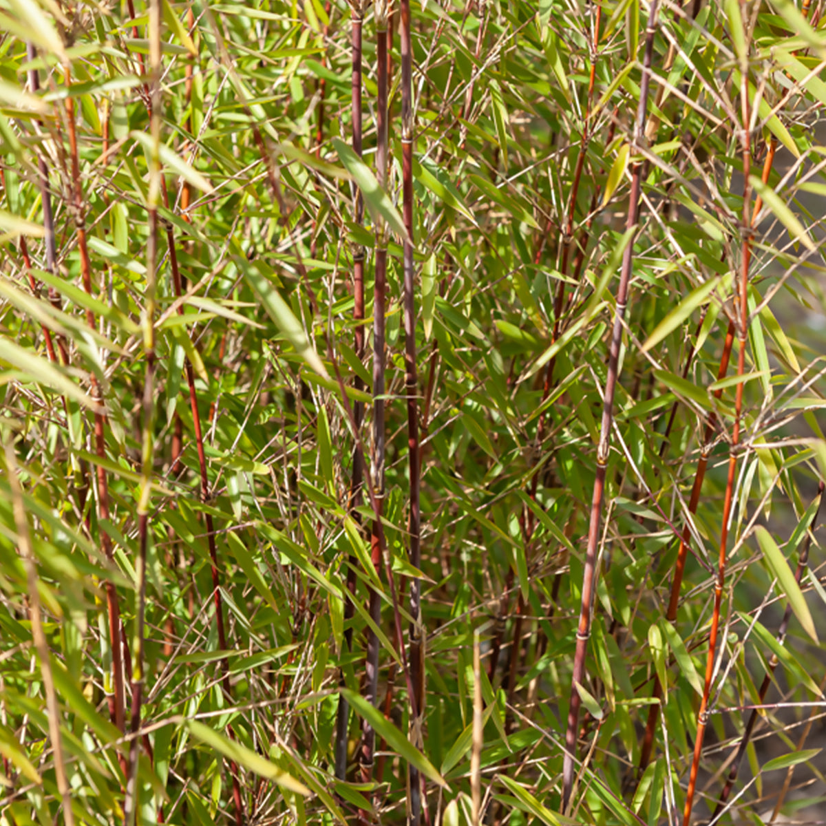Bambou - Collection de 3 Bambous : vert, jaune, rouge - Phyllostachys bissetii, aureosulcata Aureocaulis, Fargesia scabrida Asian Wonder