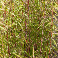 Collection de 3 arbustes pour jardin japonais - Fargesia scabrida, cornus controversa, acer palmat - Bakker