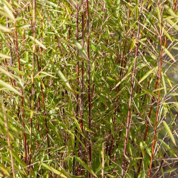 Bakker - Collection de 3 arbustes pour jardin japonais - Fargesia scabrida, cornus controversa, acer palmat - Plantes d'extérieur