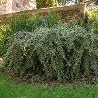 Cotoneaster franchetii - Cotoneaster franchetii - Bakker