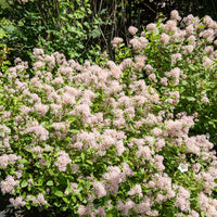 Céanothe - Lilas de californie - Céanothe Marie Simon - Ceanothus x pallidus marie simon