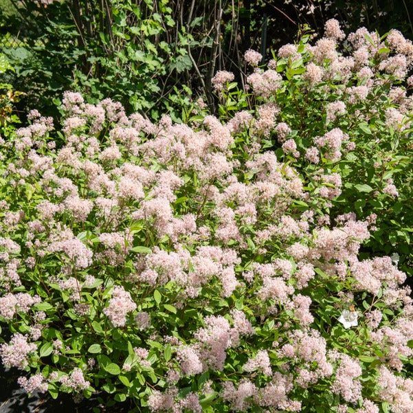 Céanothe - Lilas de californie - Céanothe Marie Simon - Ceanothus x pallidus marie simon
