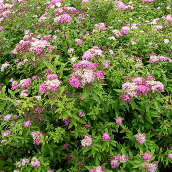 Vente Spirée du Japon Shirobana - Spiraea japonica Genpei