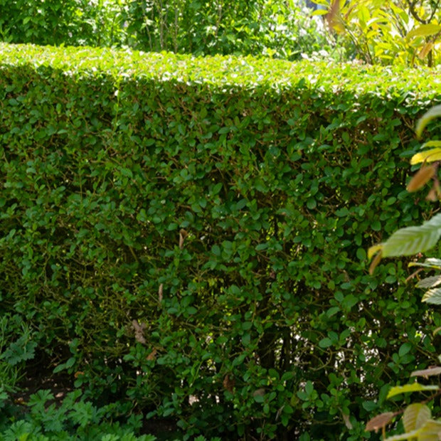 Troène de Californie - Ligustrum ovalifolium - Bakker