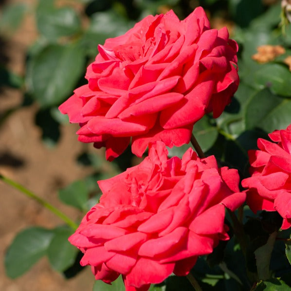 Rosa dame de coeur - Rosier sur tige Dame de Coeur - Rosiers tige