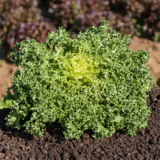 Chicorée frisée De Ruffec