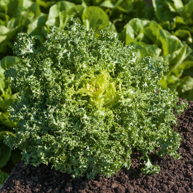 Chicorée frisée De Ruffec - Cichorium endivia de ruffec - Bakker