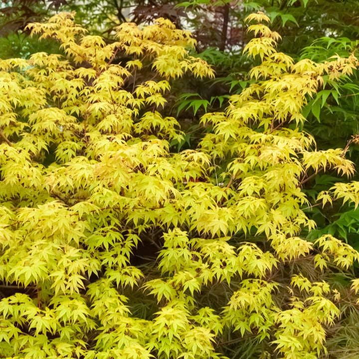 Érable du Japon - Erable japonais 'Katsura' - Acer palmatum Katsura
