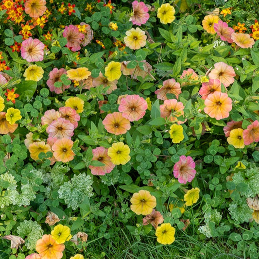 3 Pétunias retombants jaunes roses - Bakker