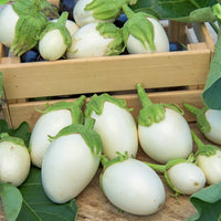 Graines pour potager - Aubergine Blanche ronde à oeufs - Solanum melongena blanche ronde à oeufs