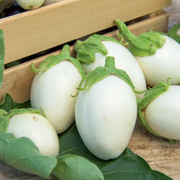 Aubergine Blanche ronde à oeufs - Solanum melongena blanche ronde à oeufs - Bakker
