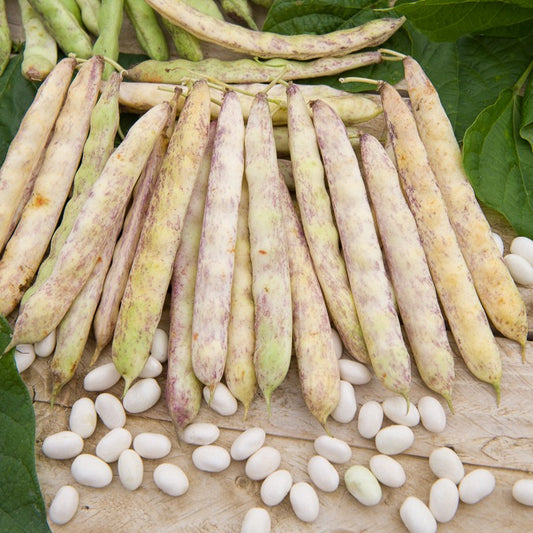 Haricot nain à écosser Cocagne - Bakker