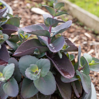 Sédum Perle bleue - Sedum Blue Pearl - Bakker