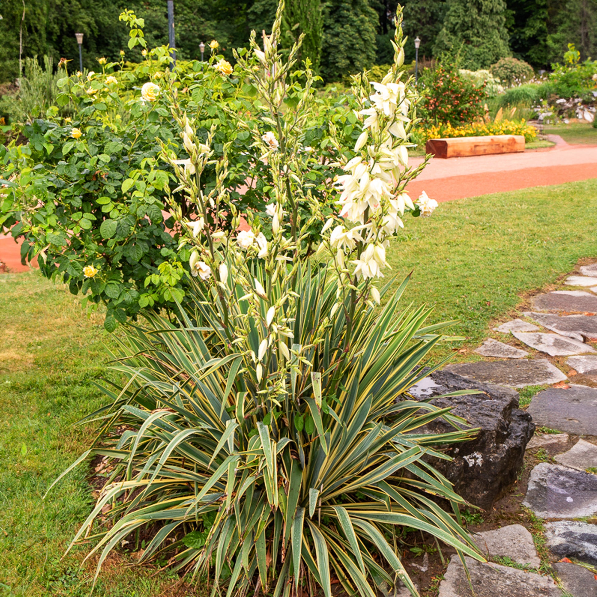 Yucca panaché - Bakker.com | France