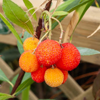 Arbustes à feuillage persistant - Arbousier - Arbutus unedo