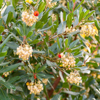 Vente Arbousier - Arbutus unedo