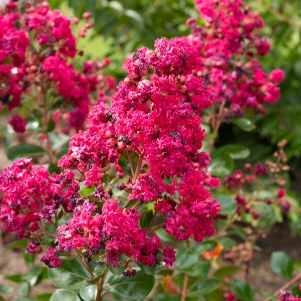 Lilas des Indes Braise d'été ® Indybra - Lagerstroemia indica braise d'été® ‘indybra’ - Bakker