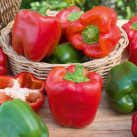 Poivron 'California Wonder' - Capsicum annuum California Wonder - Bakker