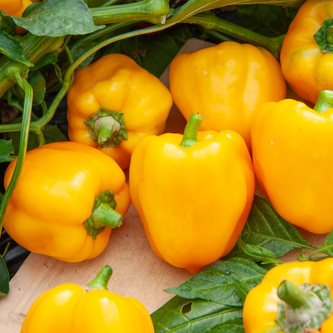 Graines de poivrons - Poivron 'Yellow California Wonder' - Capsicum annuum California Wonder yellow