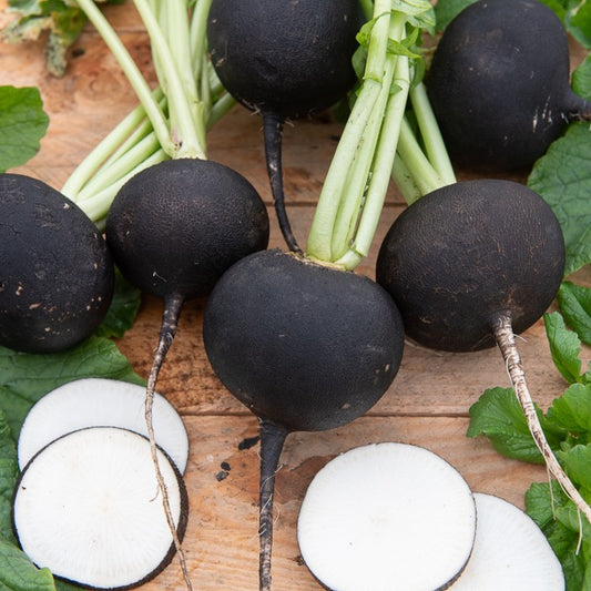 Radis Noir gros rond d'hiver - Bakker