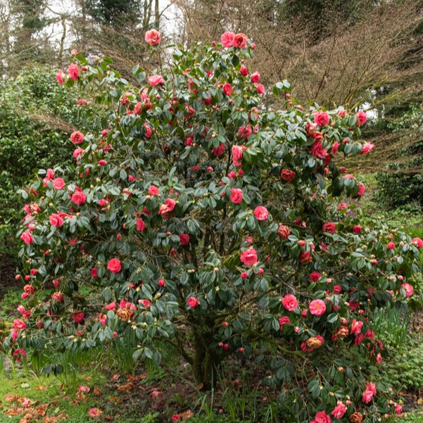 Camélia du Japon à fleurs doubles roses - Camellia Mathotiana rosea - Bakker