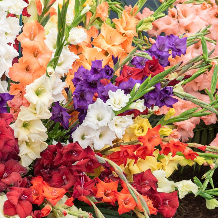 Packs de bulbes de fleurs - Pack de 312 bulbes - Anemone, Brodiae, Gladiolus, Sparaxis, Freesia, Acidanthera