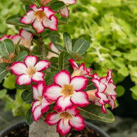 Plantes d'intérieur avec cache-pot - Rose du désert + cache pot blanc 16 cm. - Adenium obesum