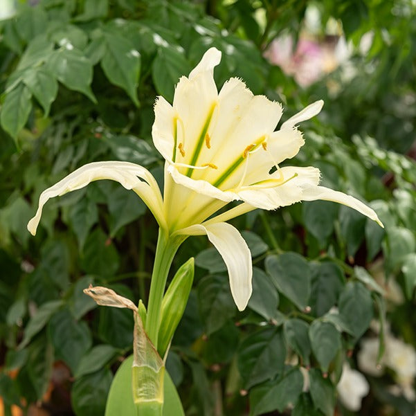 Bulbes d'été - 2 Ismènes Reine d'or - Hymenocallis festalis sulphur queen