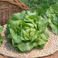 Laitue pommée Sylvesta - Lactuca sativa sylvesta - Bakker