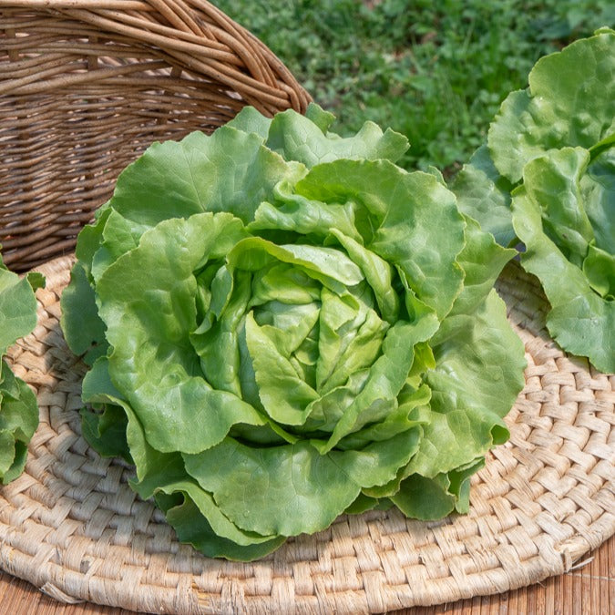 Laitue pommée Sylvesta - Lactuca sativa sylvesta - Bakker