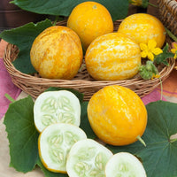 Concombre rond Lemon - Cucumis sativus lemon - Bakker