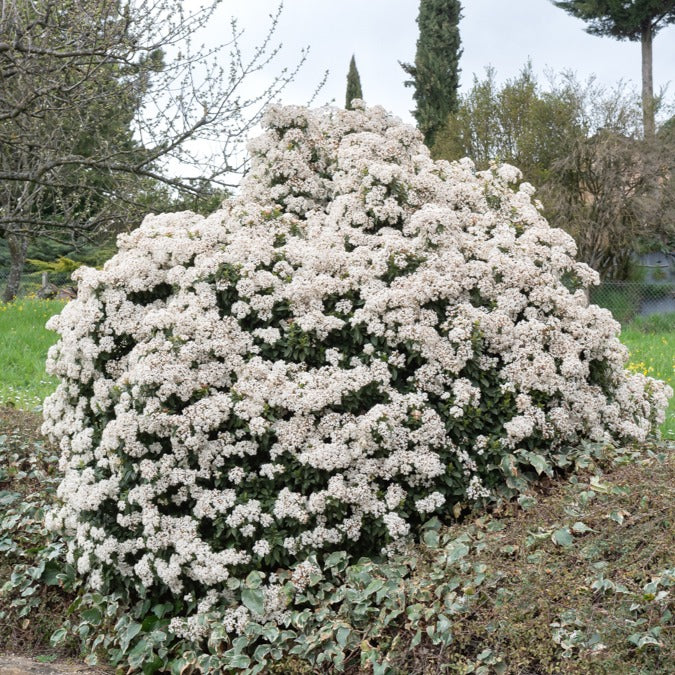 Viburnum tinus - Viorne tin - Viornes