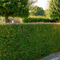 Arbres - Haie de 10 Erables champêtre - Acer campestre