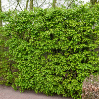 Haie de 10 Erables champêtre - Bakker