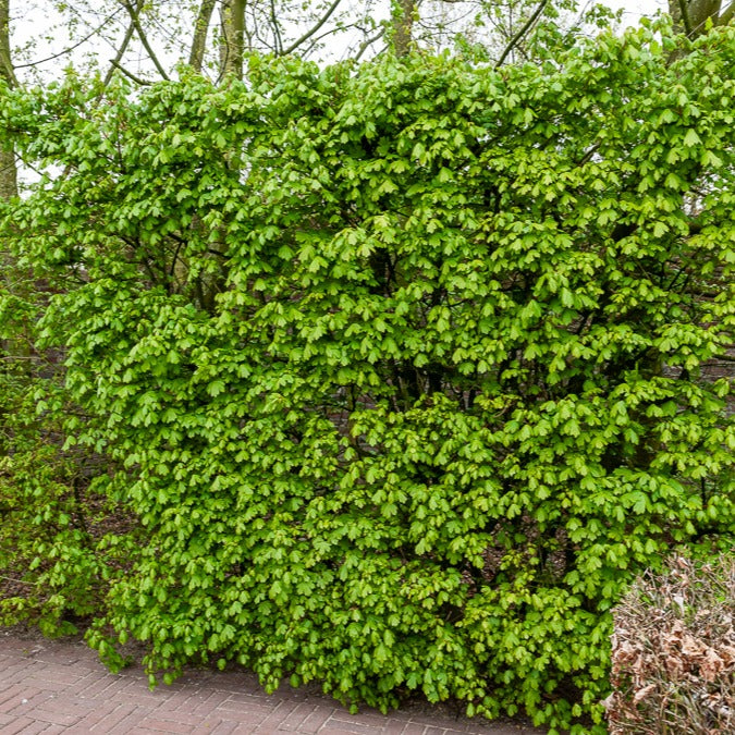 Haie de 10 Erables champêtre - Bakker